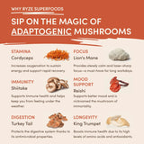 Mushroom Coffee (1 pack - 30 Servings) - GM2Q
