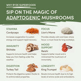 Mushroom Matcha (1 Pack - 30 Servings) - 02FC