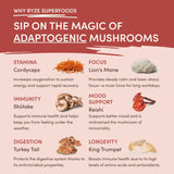 Mushroom Chai (1 Pack - 20 Servings) - ETZE