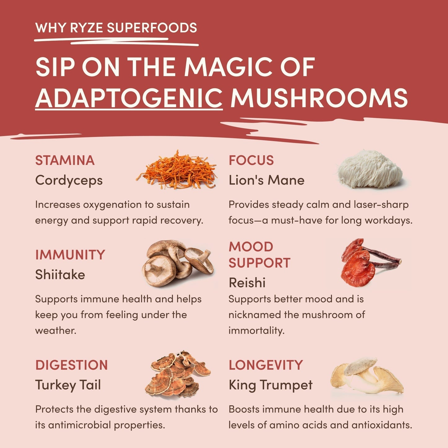 Mushroom Chai (1 Pack - 20 Servings) - ETZE
