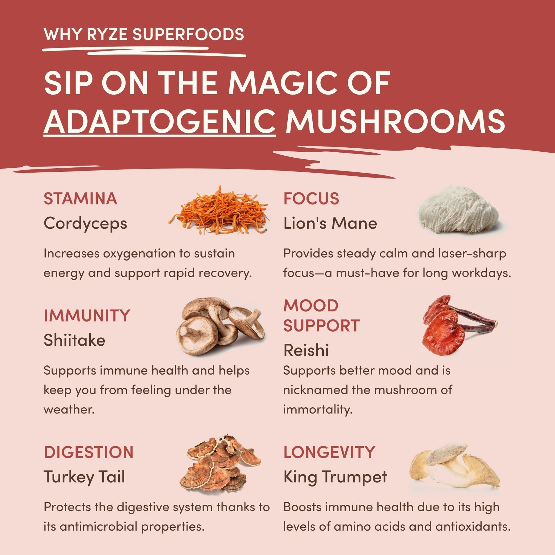 Mushroom Chai (1 Pack - 20 Servings) - ETZE